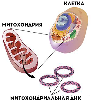 Mitochondrial dna lg